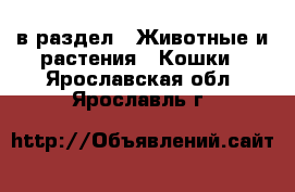  в раздел : Животные и растения » Кошки . Ярославская обл.,Ярославль г.